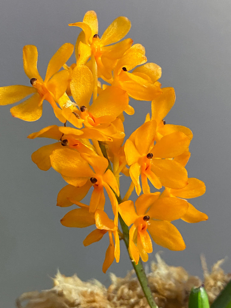 Minatures - Roehampton Orchids