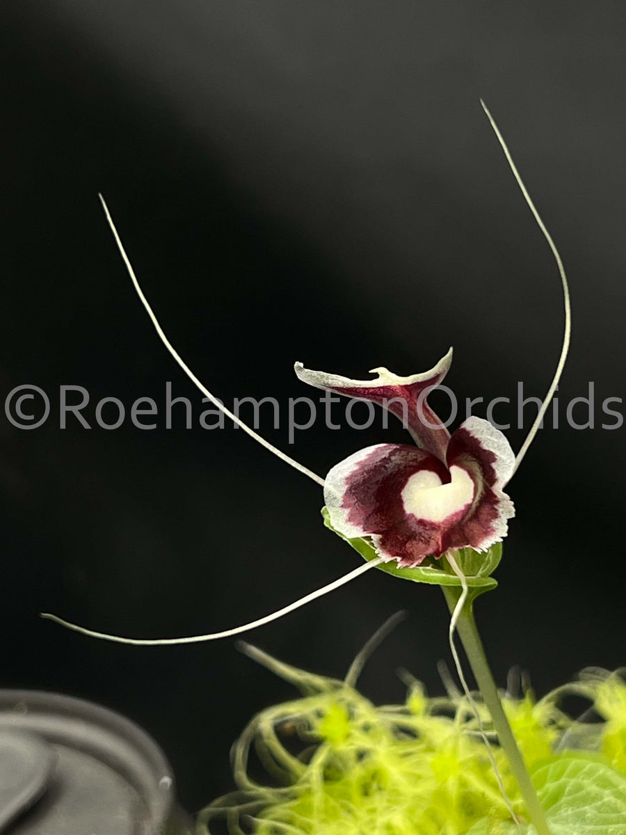 Misc genus – Roehampton Orchids