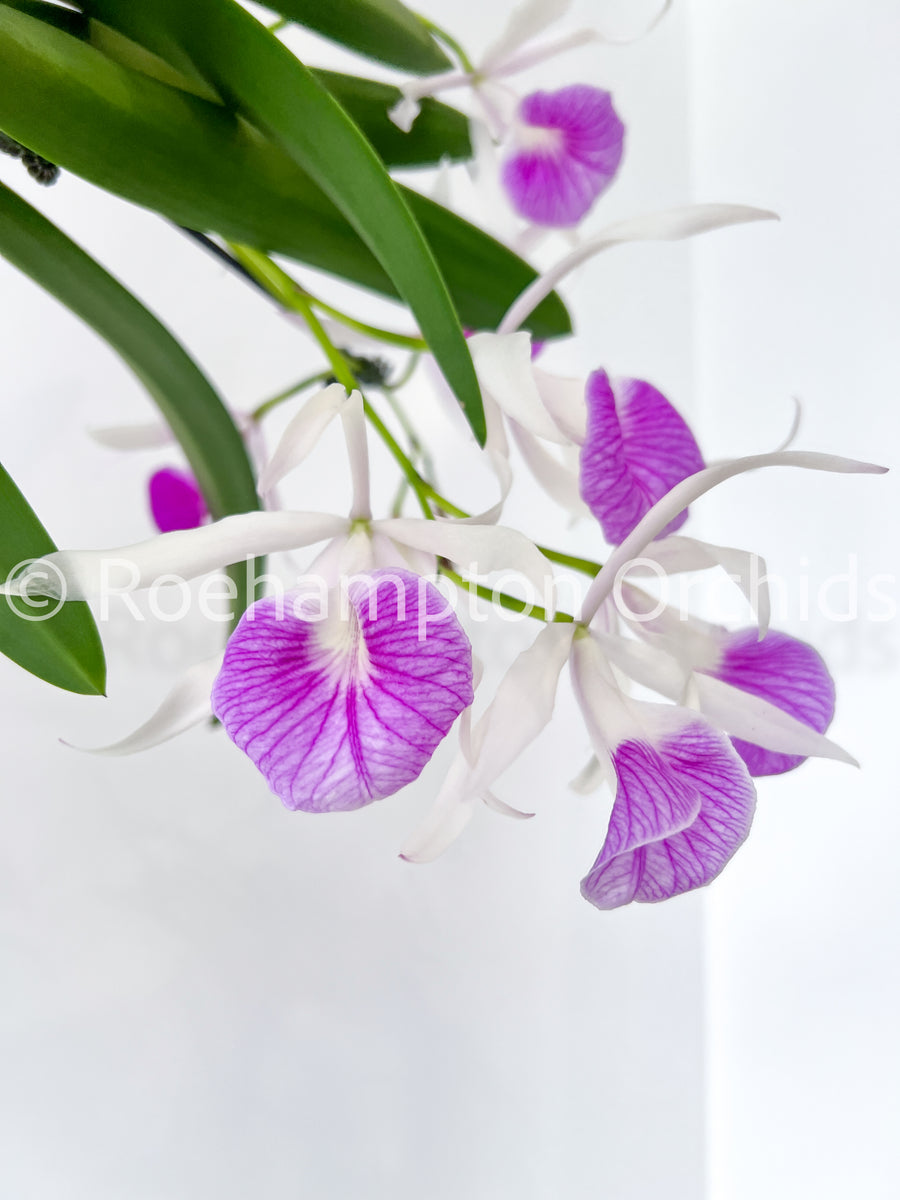 Bc. Morning Glory 'Valentine Kiss' – Roehampton Orchids