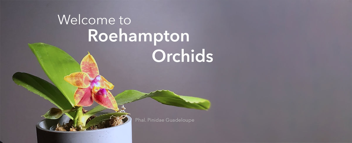 Roehampton Orchids logo
