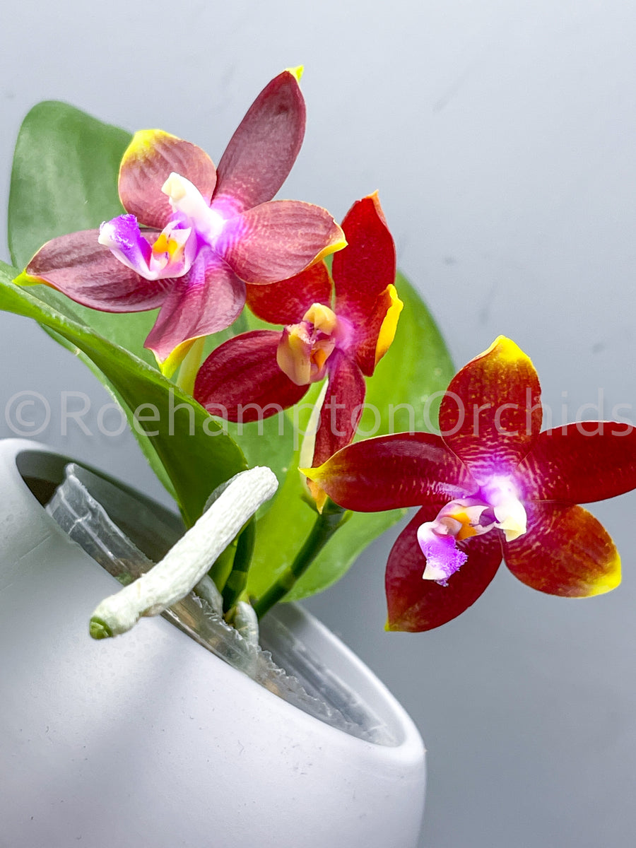 Phal. Tying Shin Fly Eagle – Roehampton Orchids