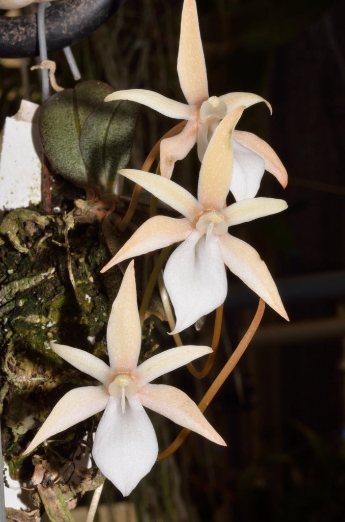 Aerangis punctata - Roehampton Orchids