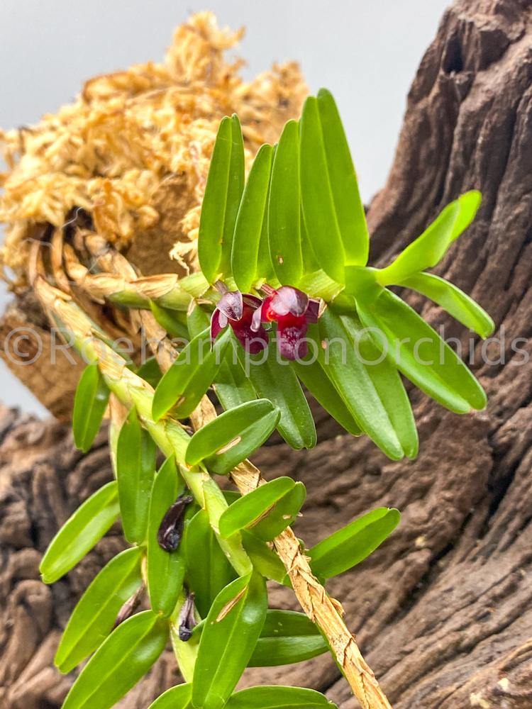 Maxillaria swartziana - Roehampton Orchids