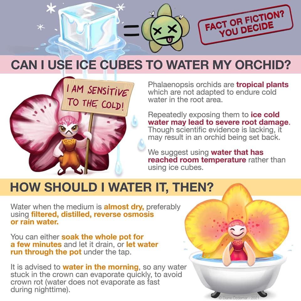 Can I use Ice Cubes to water my Orchids?  Roehampton Orchids