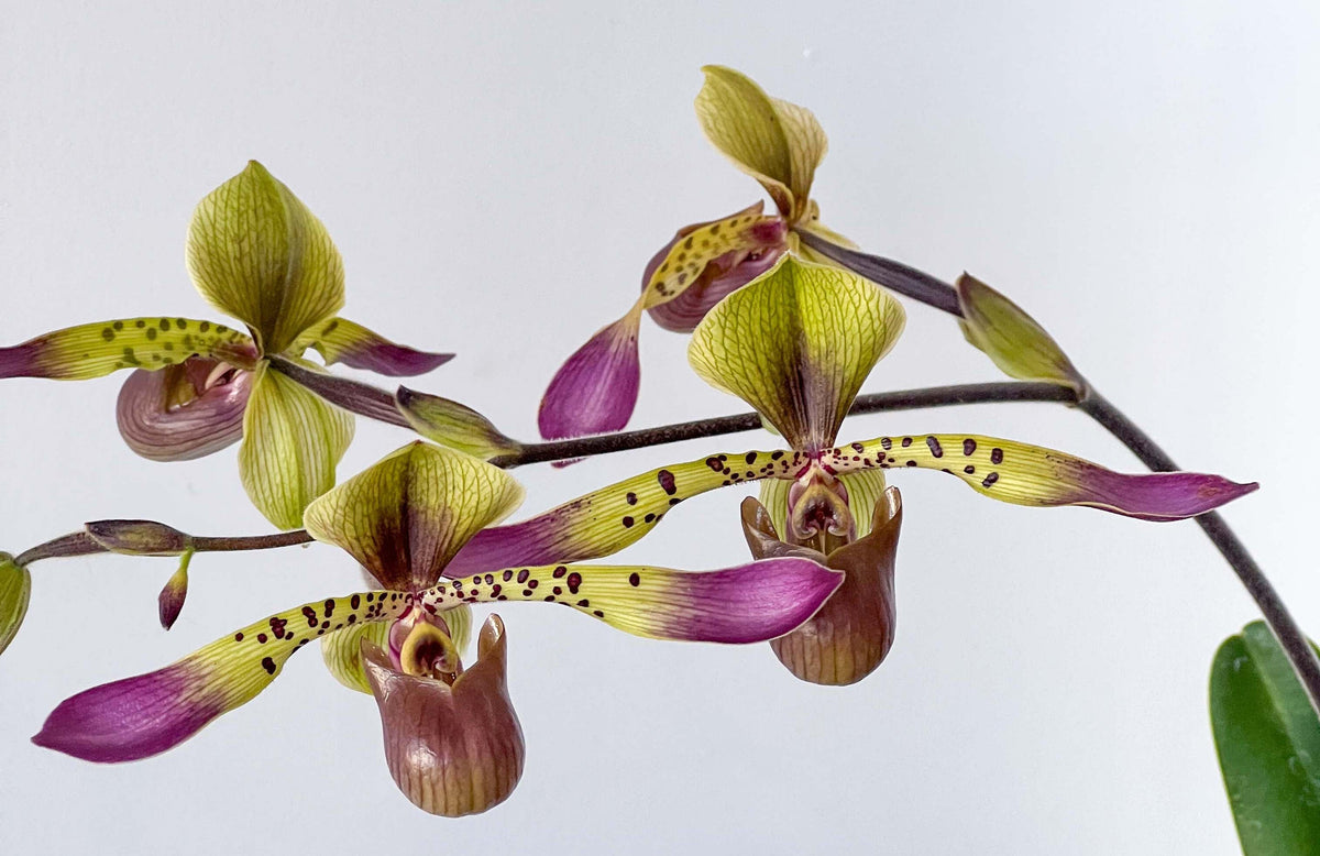 Care Guide: Paphiopedilum subg. Polyantha