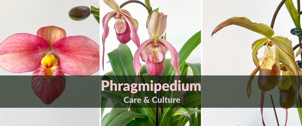 Care Guides: Phragmipedium
