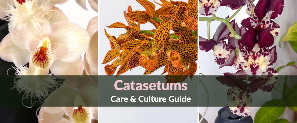 Care Guide: Catasetinae Orchids