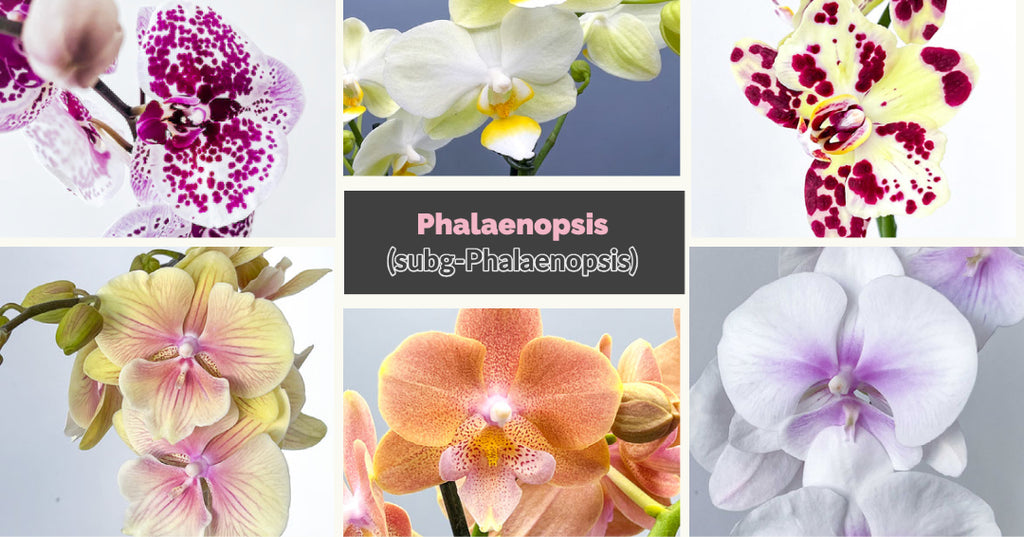 How to care for your Phalaenopsis