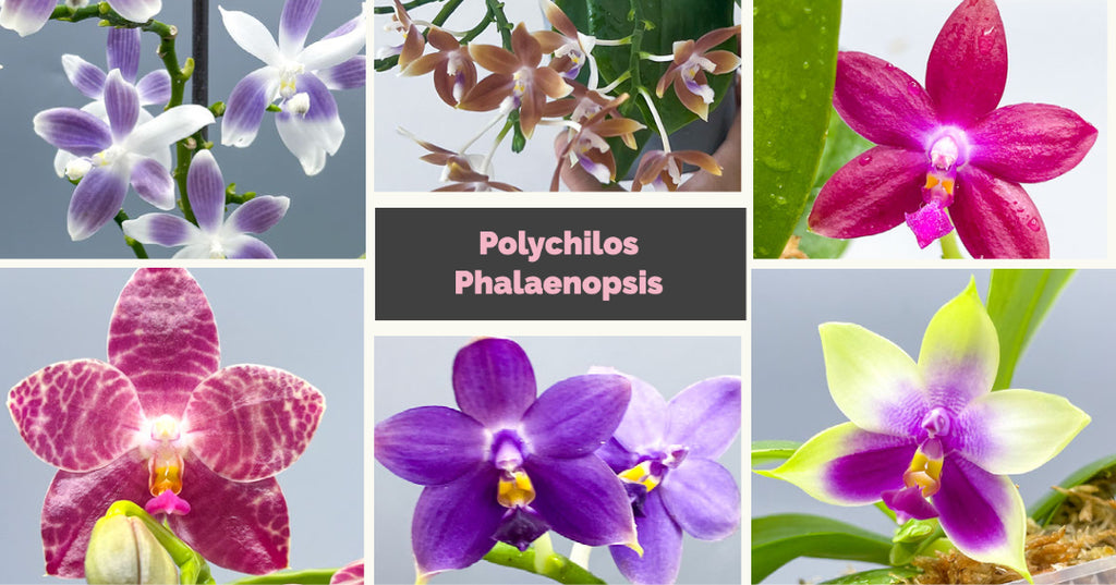 Polychilos Phalaenopsis - The 'Summer Star' Subgenus!