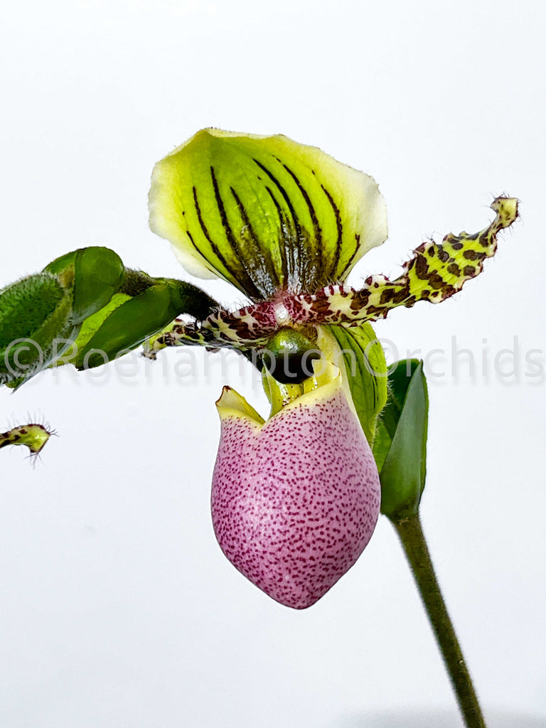 Paphiopedilum victoria-regina 'Ground Pepper' AM/AOS