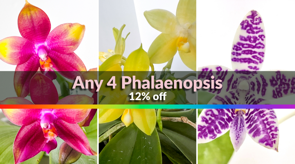 Phalaenopsis (All)