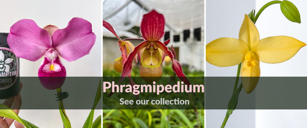 Phragmipedium