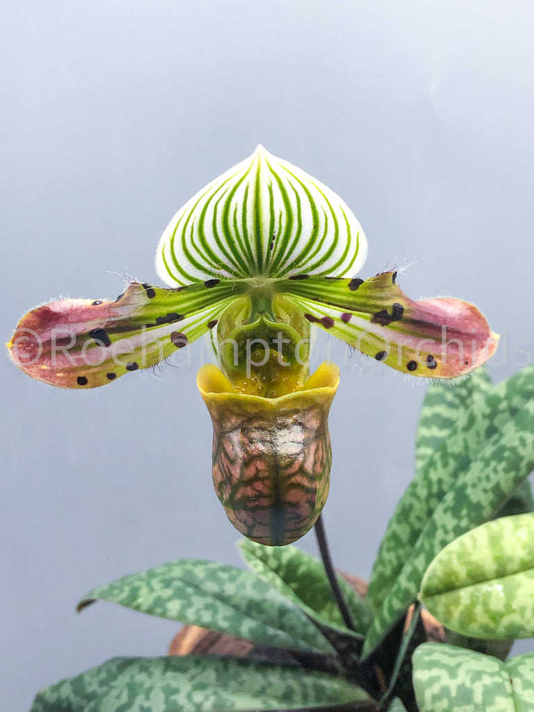 Orchid: Tropical 'Lady Slipper' Paphiopedilum Maud Woltage 'Talisman Cove'  (wolterianum x Maudiae Stock Photo - Alamy