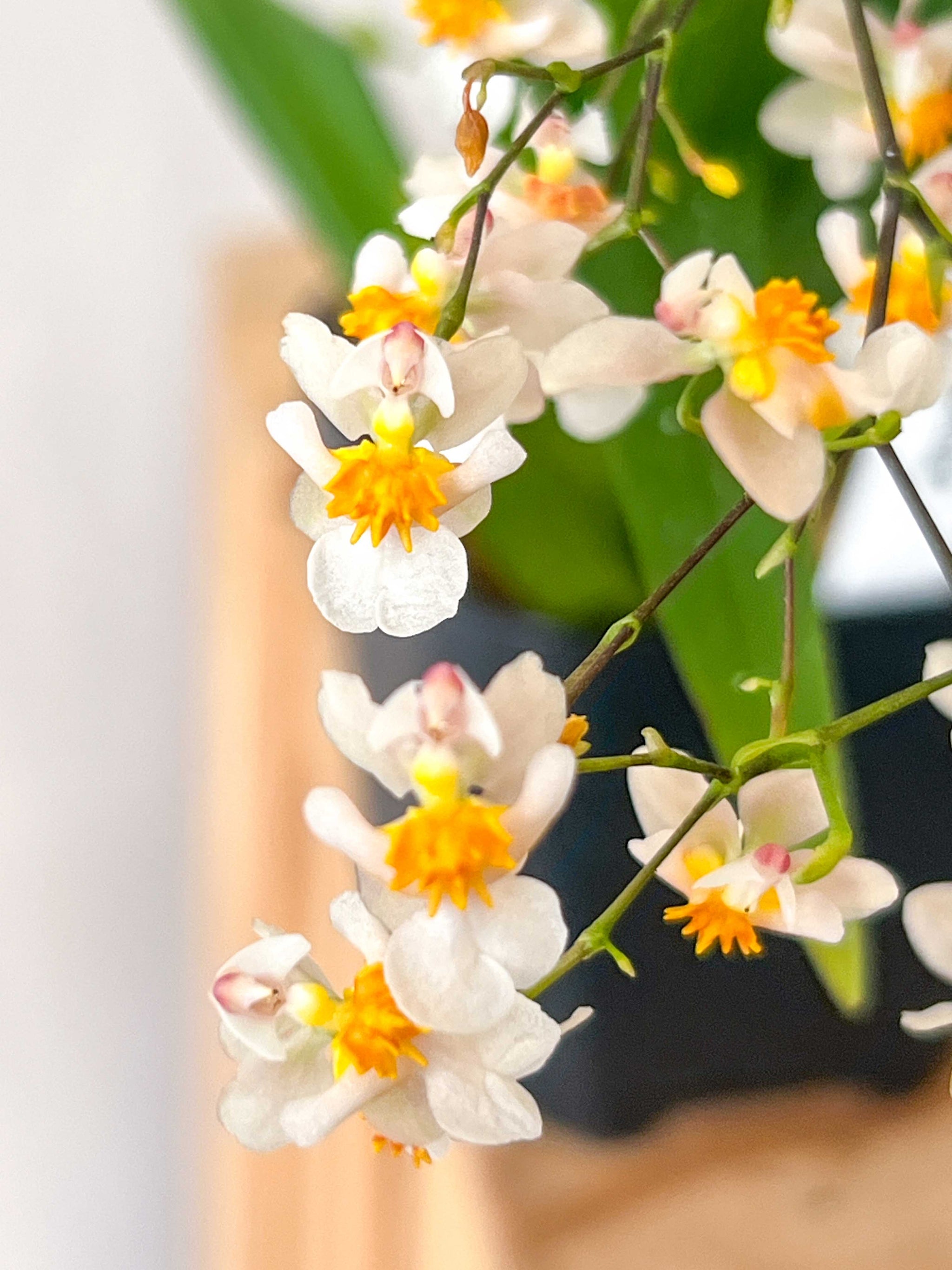 Onc. Tsiku Marguerite 'CT-Little Spring' – Roehampton Orchids