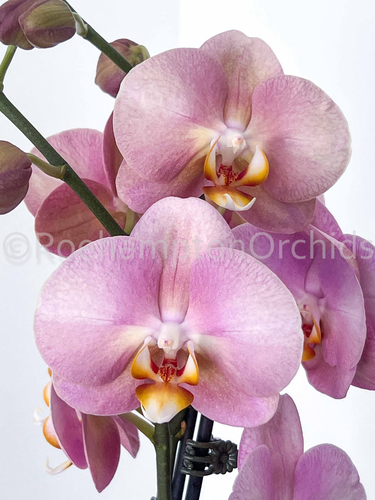 Large (17-23) – Tagged phalaenopsis – Roehampton Orchids