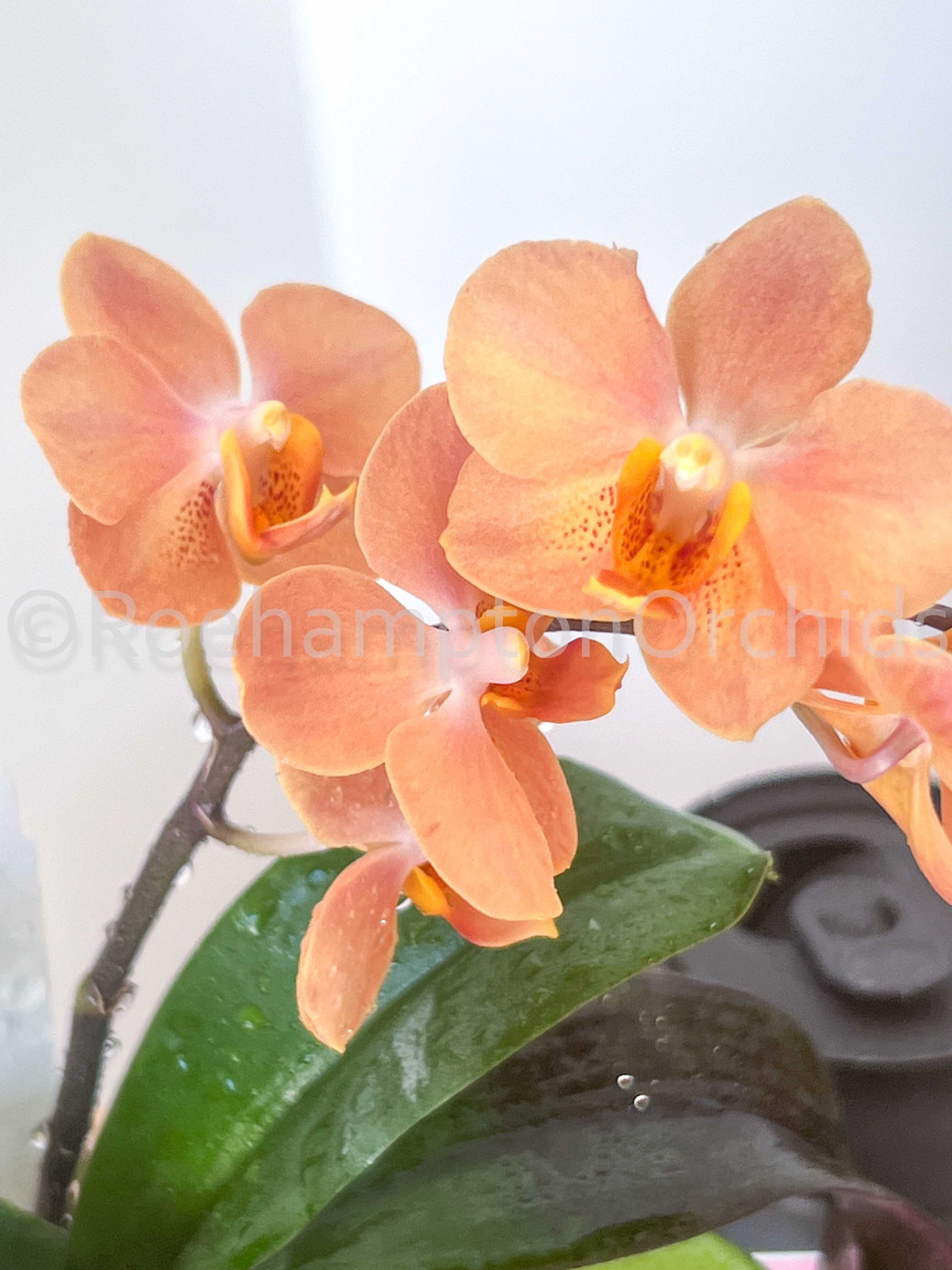 Ascps. Irene Dobkin 'Elmhurst' HCC/AOS – Roehampton Orchids