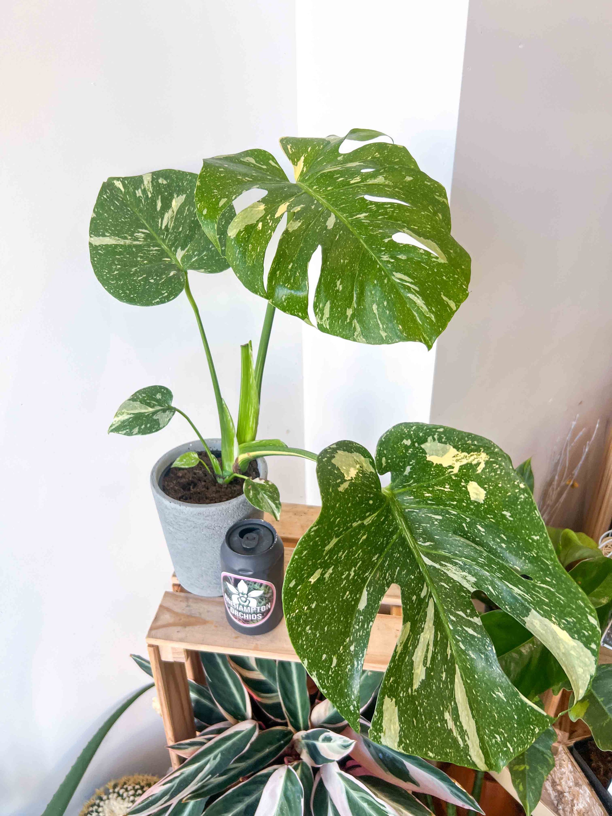 Monstera Thai Constellation – Roehampton Orchids