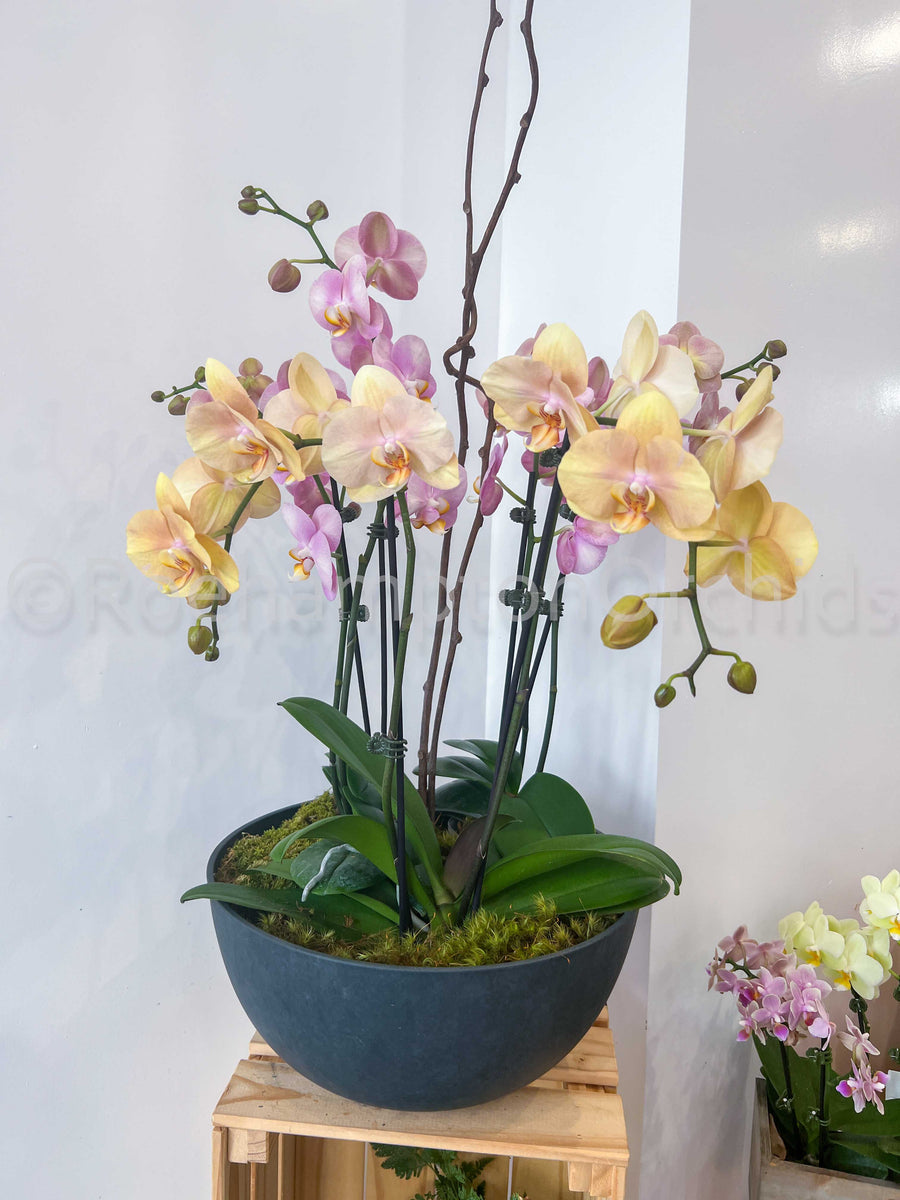 Onyx Stone Arrangement (4 or 5) – Roehampton Orchids