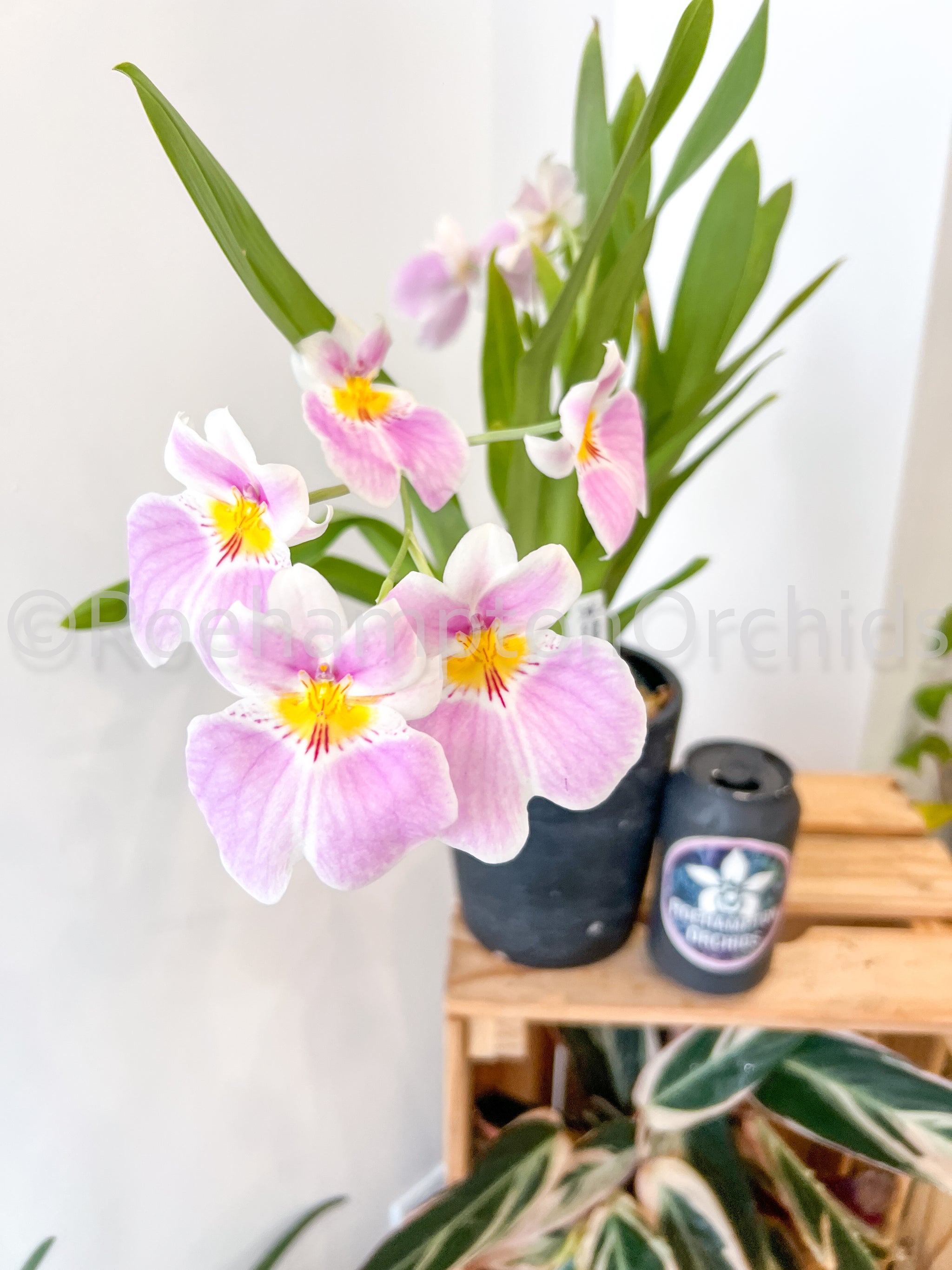 Mltnps. Guidos Dream – Roehampton Orchids