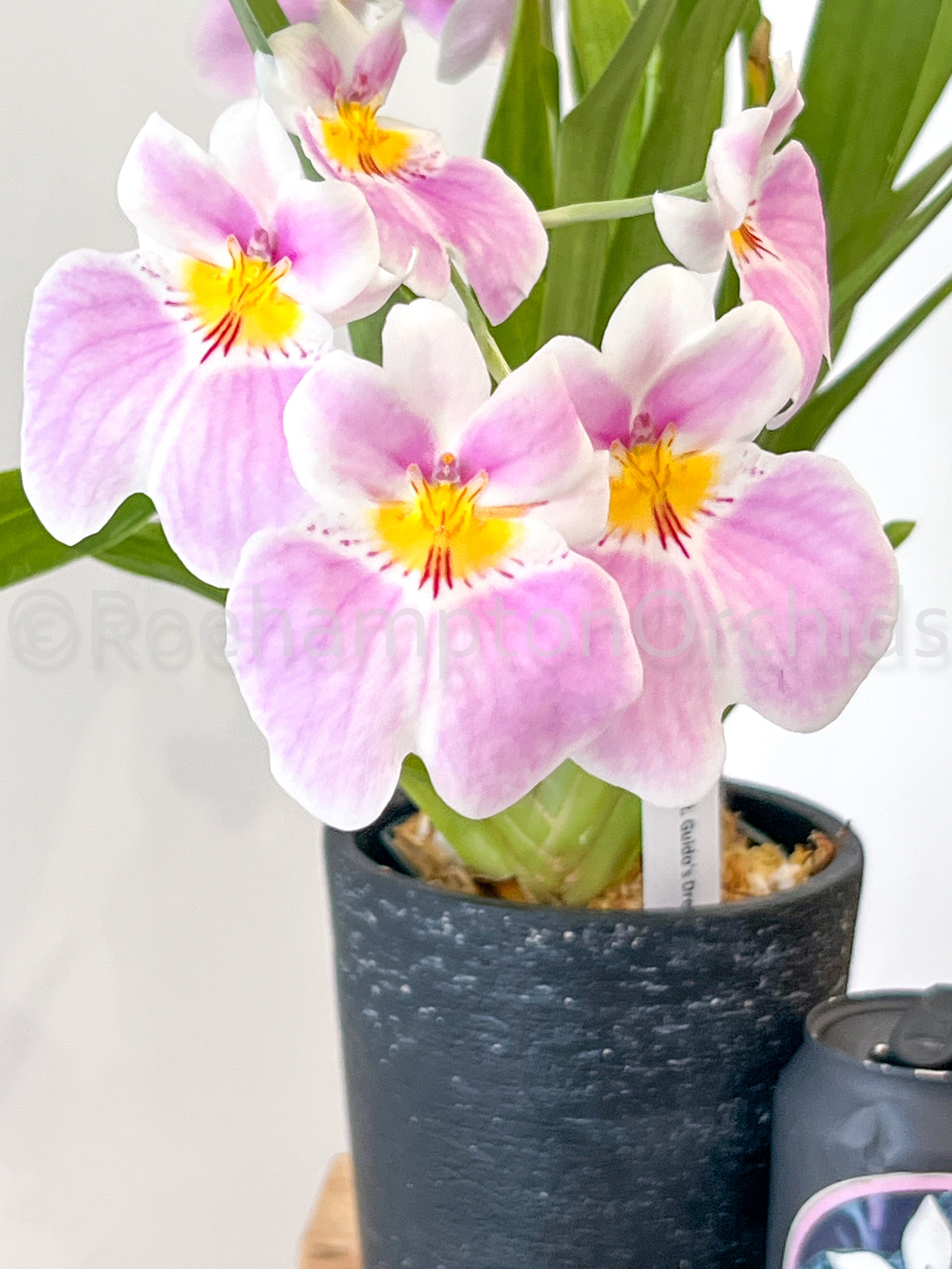 Mltnps. Guidos Dream – Roehampton Orchids