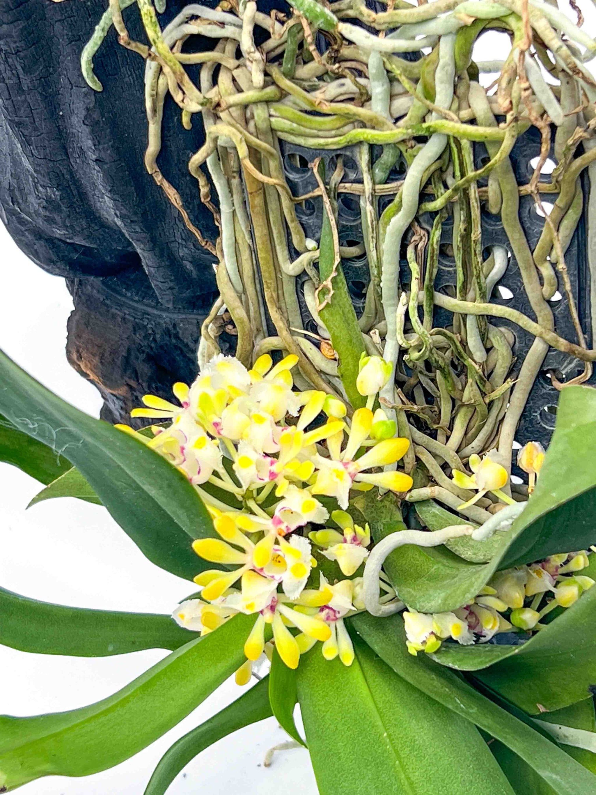 ★洋蘭★原種★Gastrochilus obliquus★ガストロキラス オブリクース★着生蘭★山野草★流木着生株★