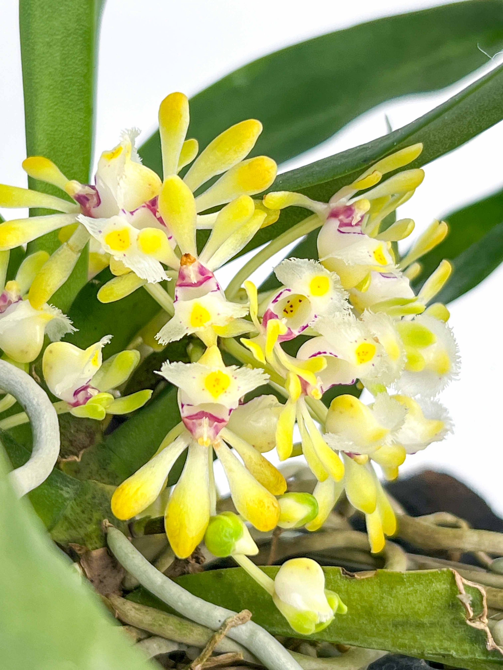 ★洋蘭★原種★Gastrochilus obliquus★ガストロキラス オブリクース★着生蘭★山野草★流木着生株★