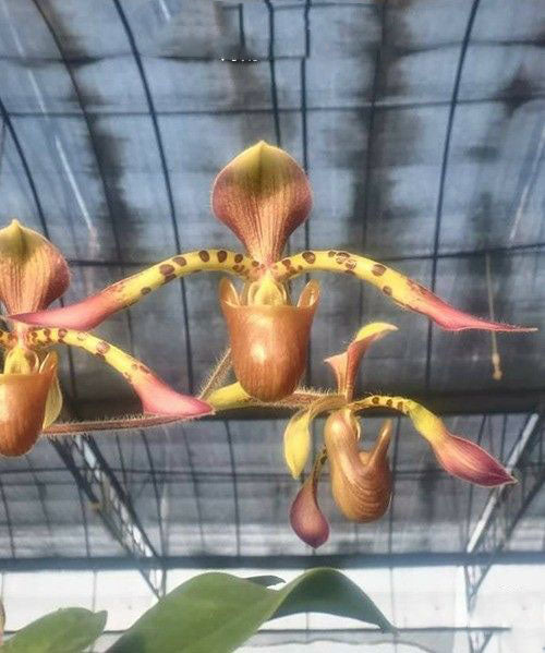 Paph. haynaldianum × lowii – Roehampton Orchids