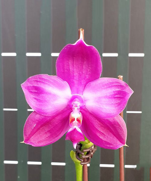 Polychilos Polychilos Phalaenopsis - The 'Summer Star' Subgenus! – Roehampton Orchids