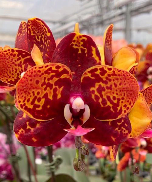 Polychilos Polychilos-Phalaenopsis – Roehampton Orchids