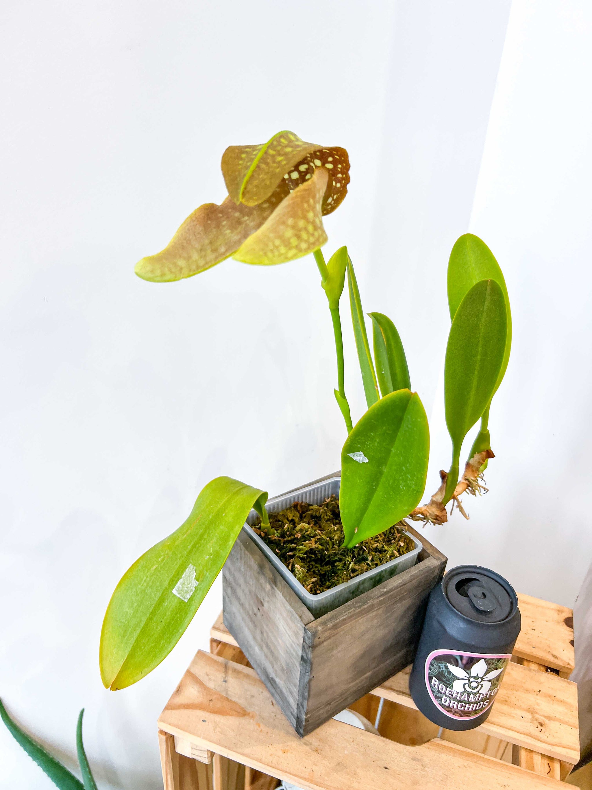 Bulb. grandiflorum – Roehampton Orchids