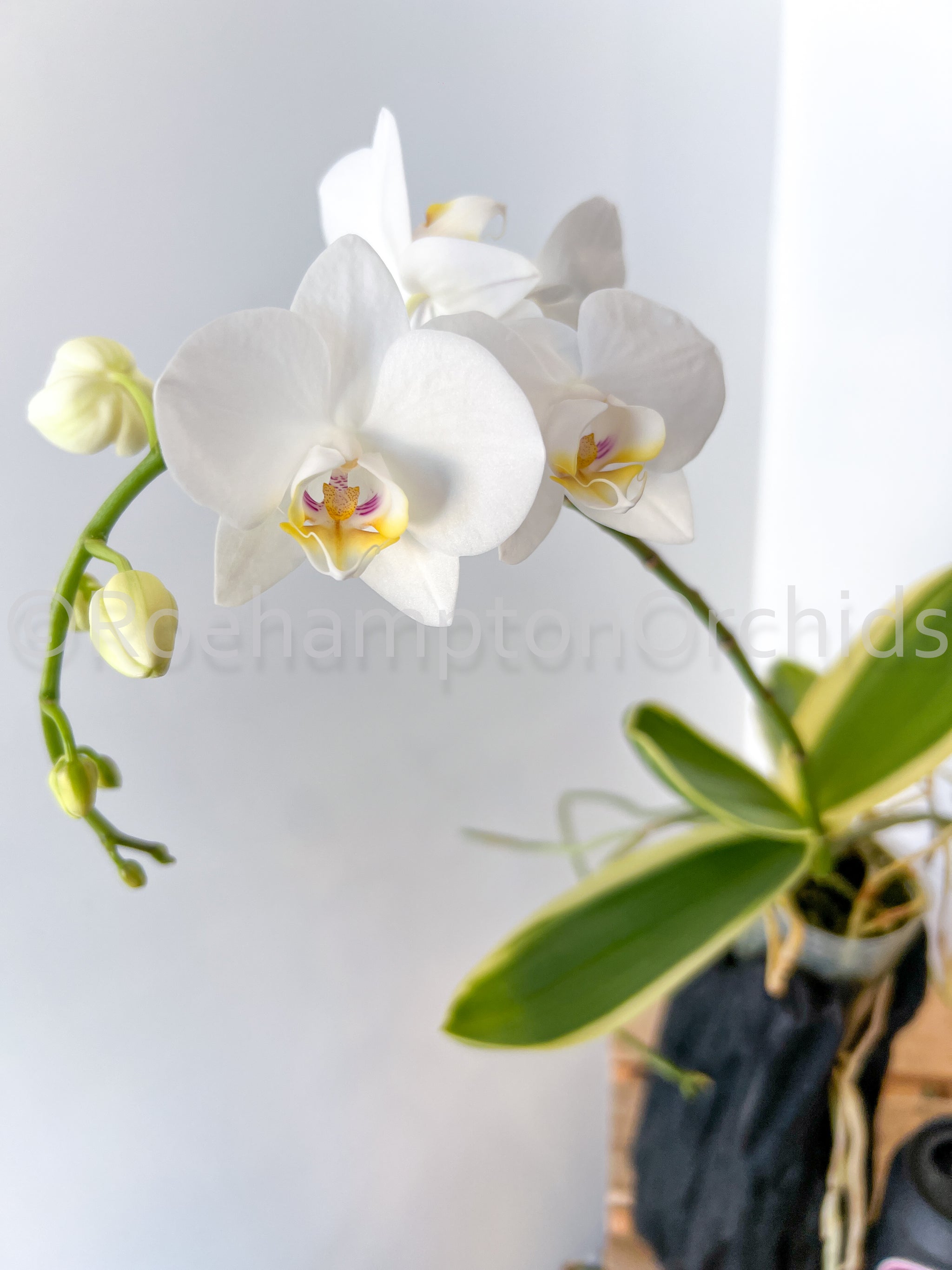 【NK】Phal.amabilis v.New Guinea 銀葉芳香個体self苗2019/07/27【洋蘭 原種 胡蝶蘭】 Phalaenopsis amabilis subsp. rosenstromii - orchidroots