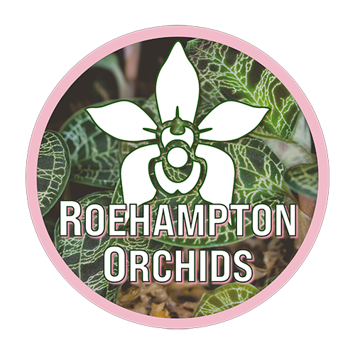 Dendrobium nobile – Roehampton Orchids
