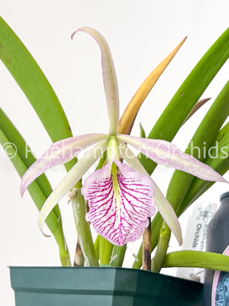 アイドル fleurblanc Bc. Fuchs Star – Roehampton Orchids