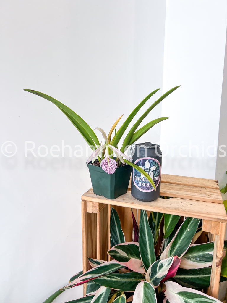 Bc. Fuchs Star – Roehampton Orchids