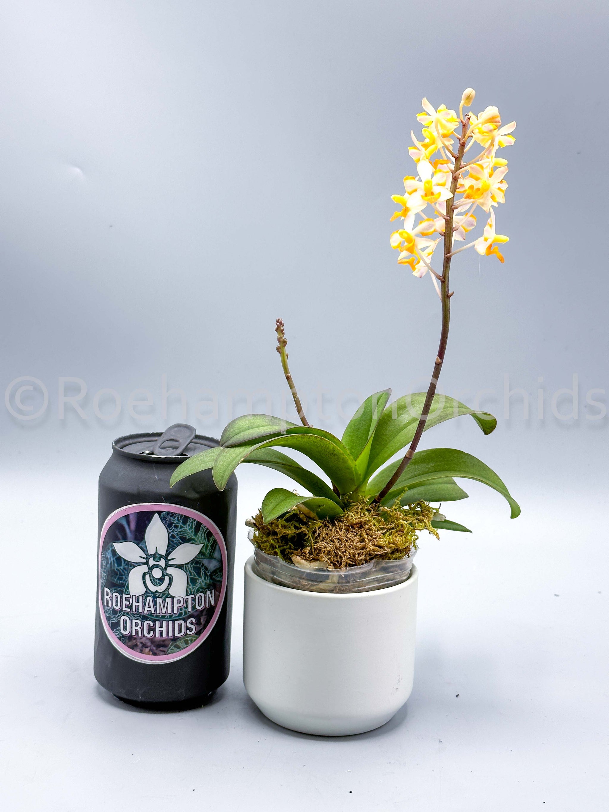 Vdnps. Pulcherrimin – Roehampton Orchids