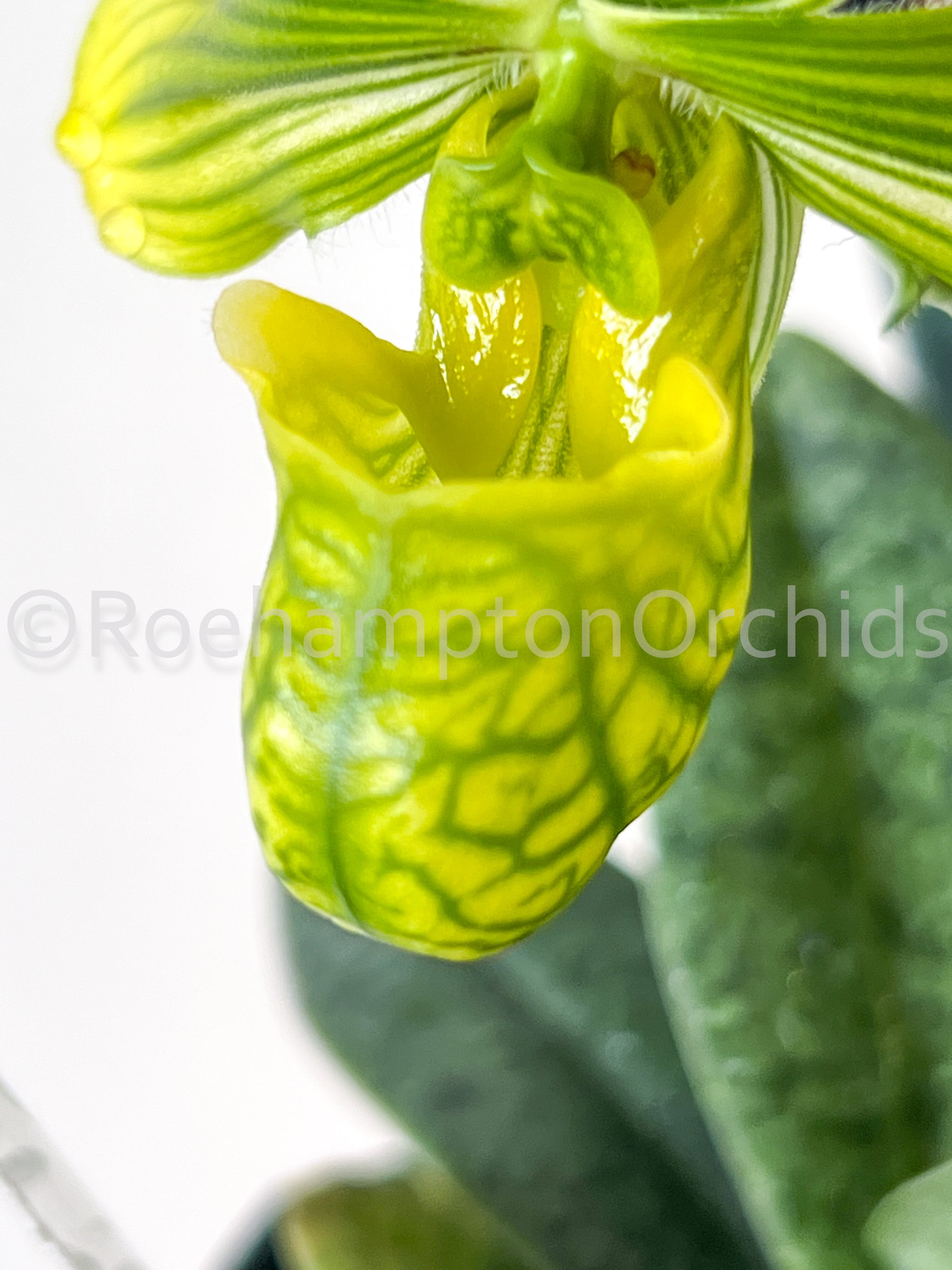 Paph venustum - Yahoo!オークション Orchids – Roehampton 原種 ( 初