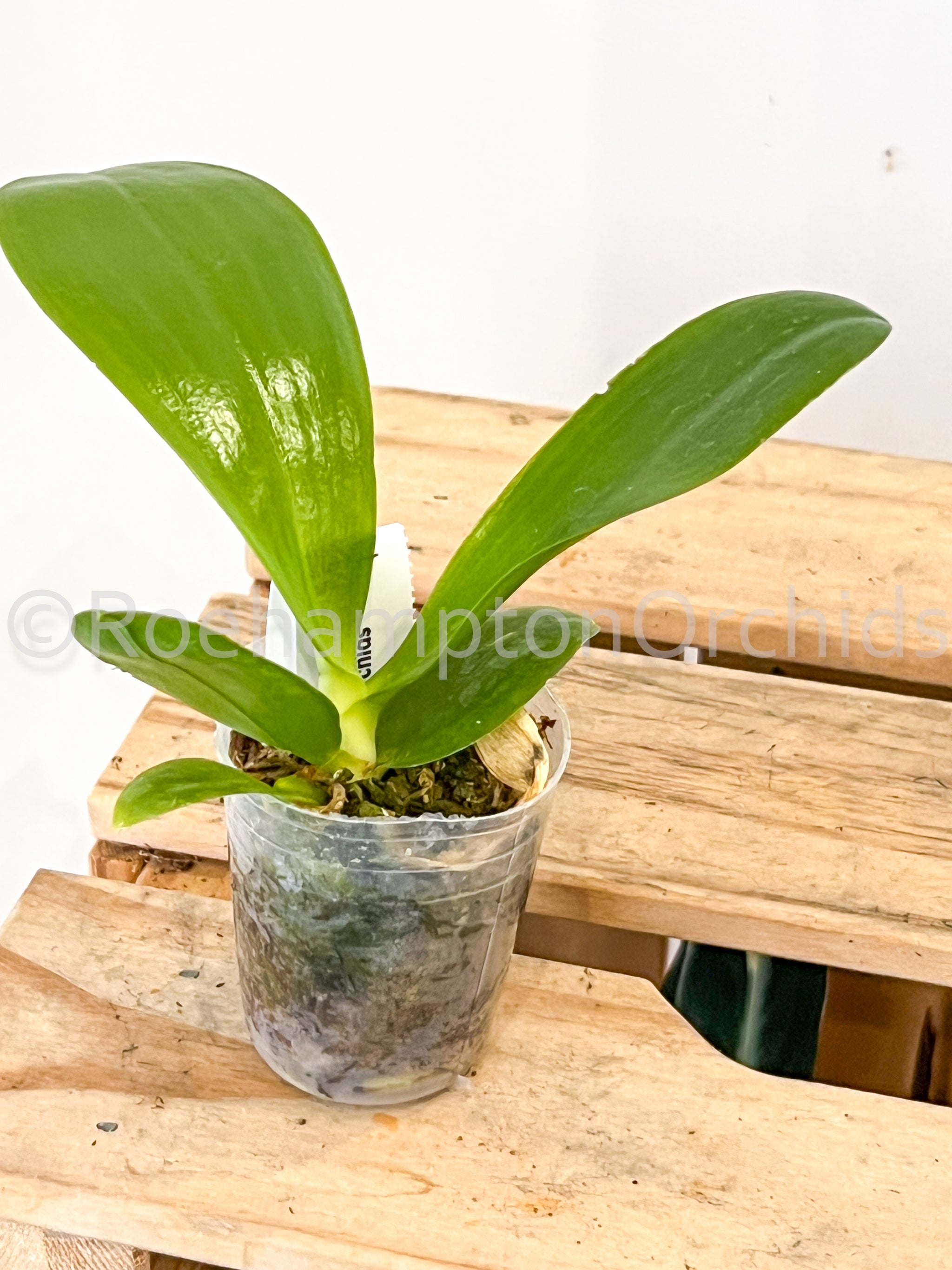 Phal. KS Super Zebra 'Golden Zebra 3.0' – Roehampton Orchids