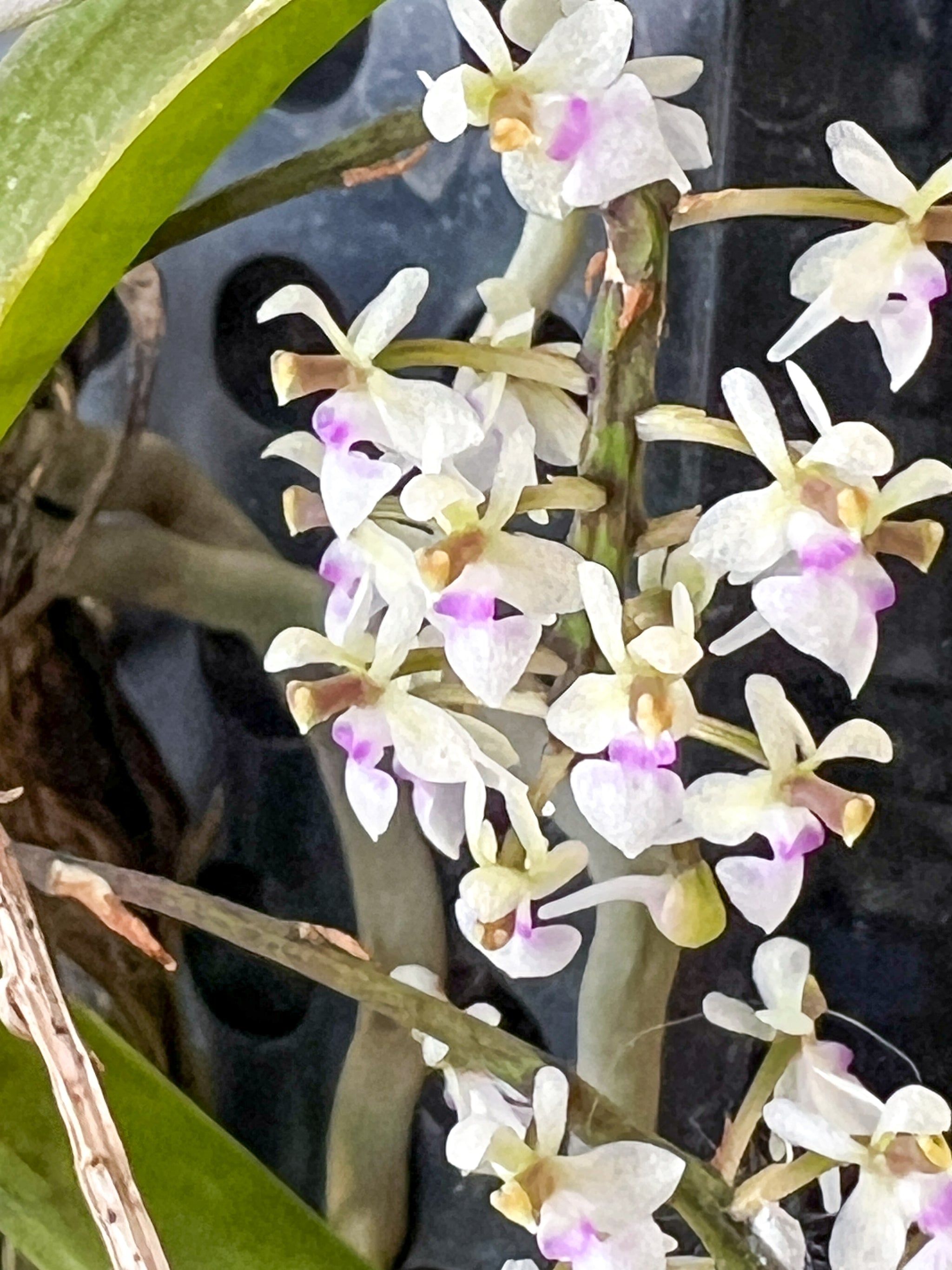 Saccolabiopsis pusilla – Roehampton Orchids