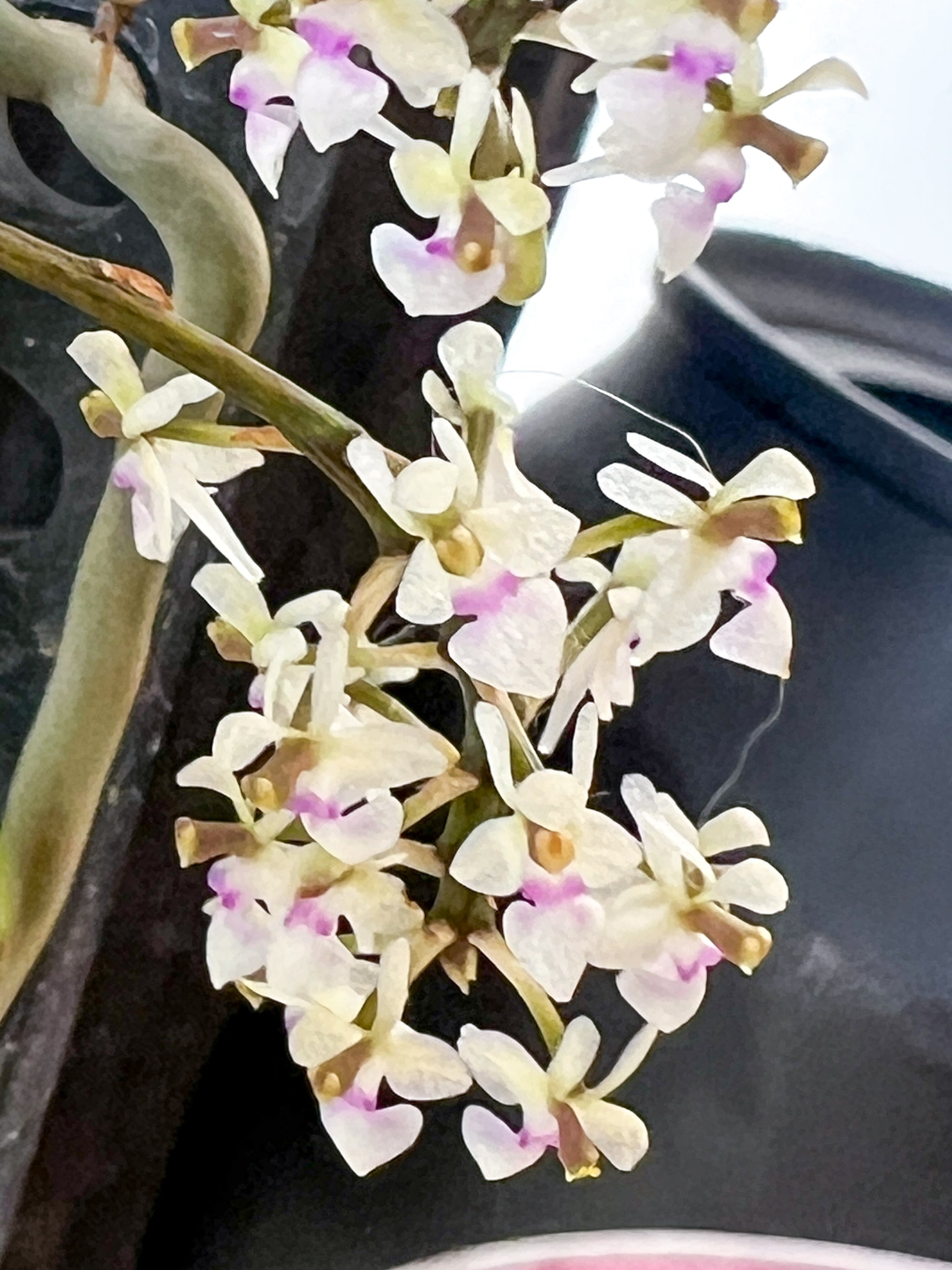 Saccolabiopsis pusilla – Roehampton Orchids