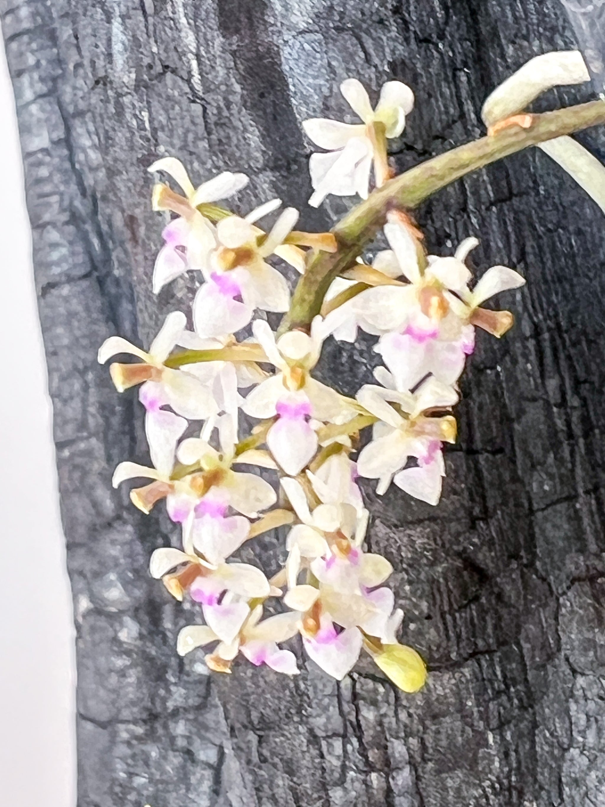 Saccolabiopsis pusilla – Roehampton Orchids