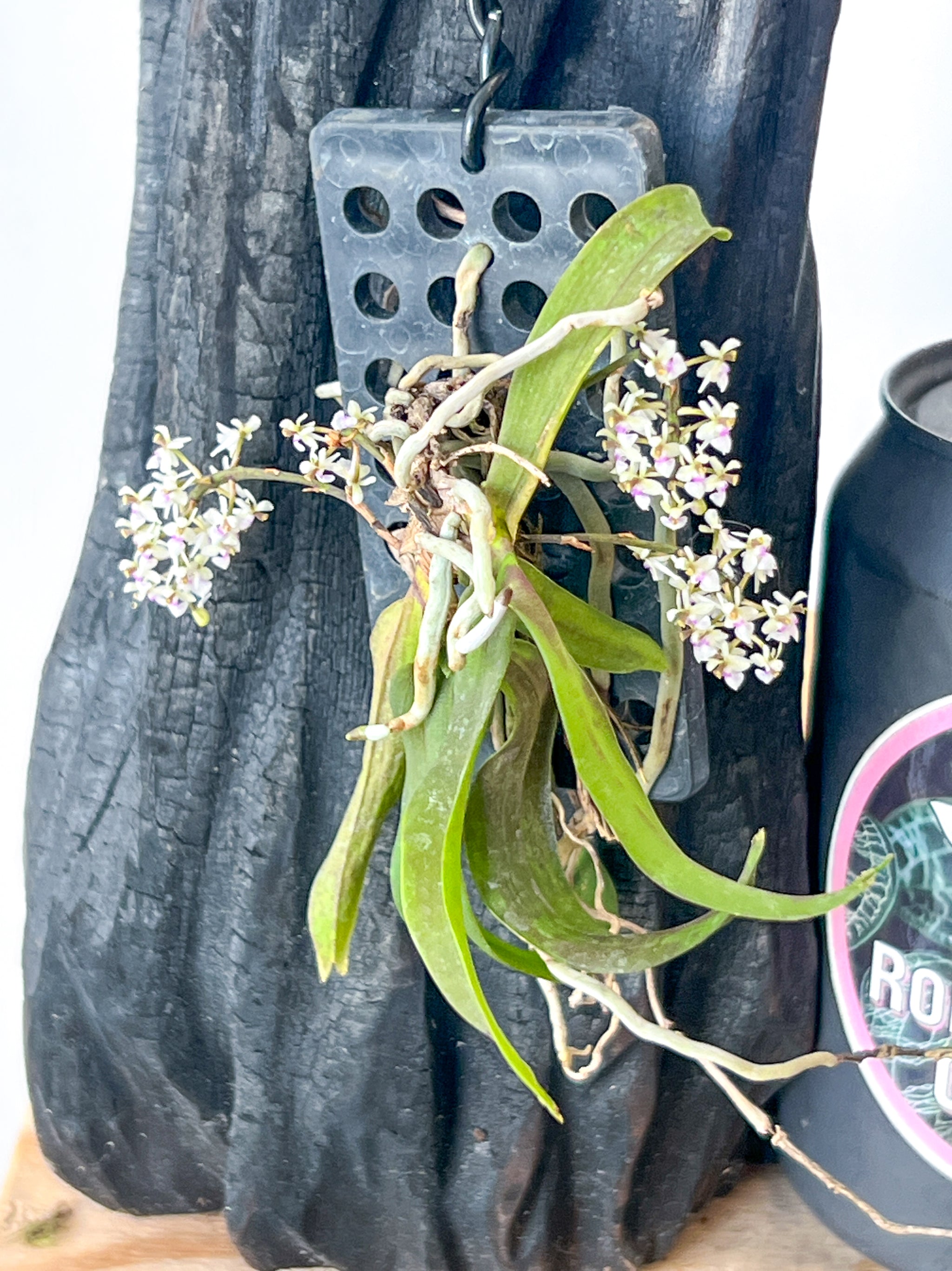 Saccolabiopsis pusilla – Roehampton Orchids