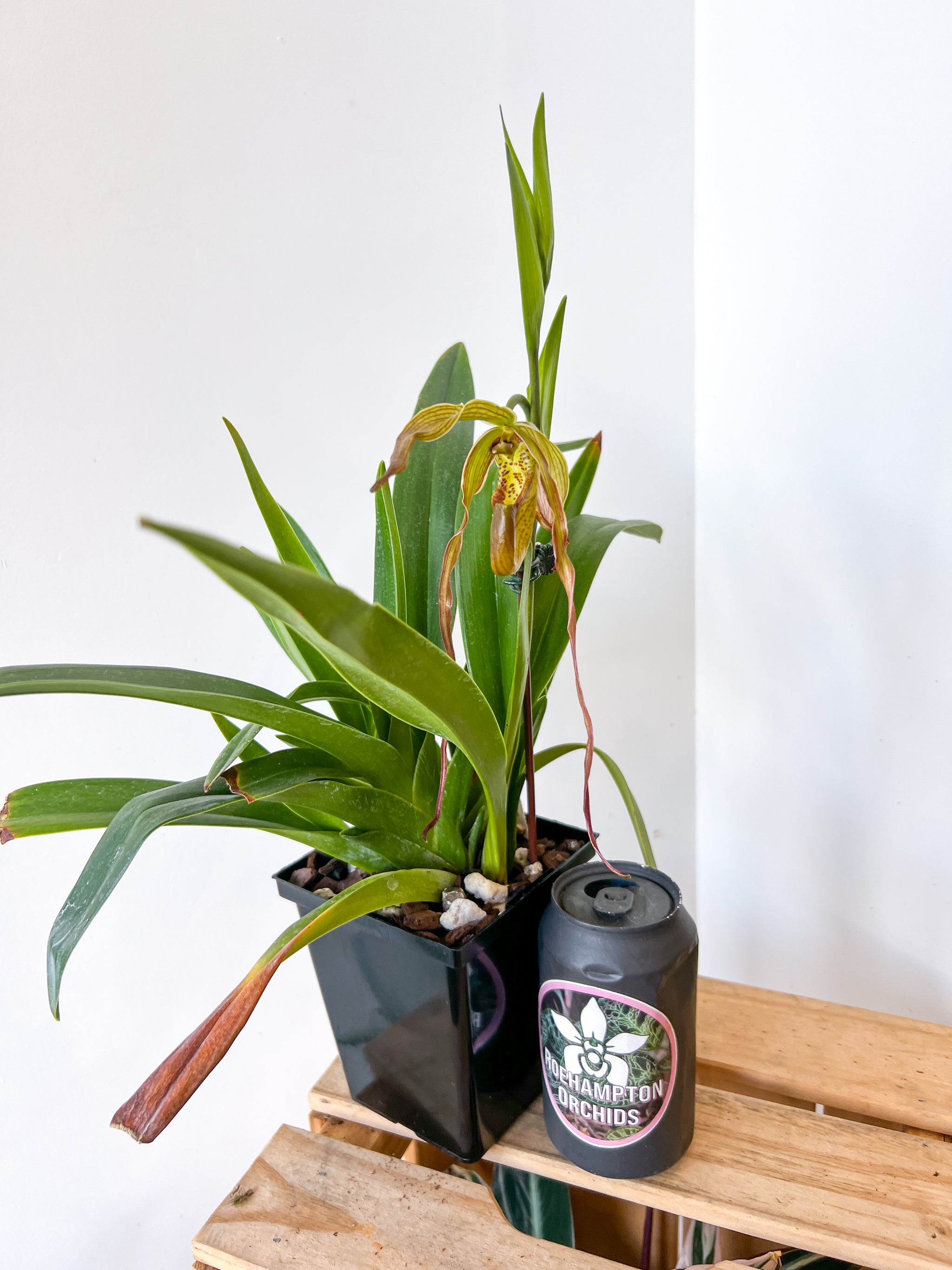 Phrag Grande – Roehampton Orchids