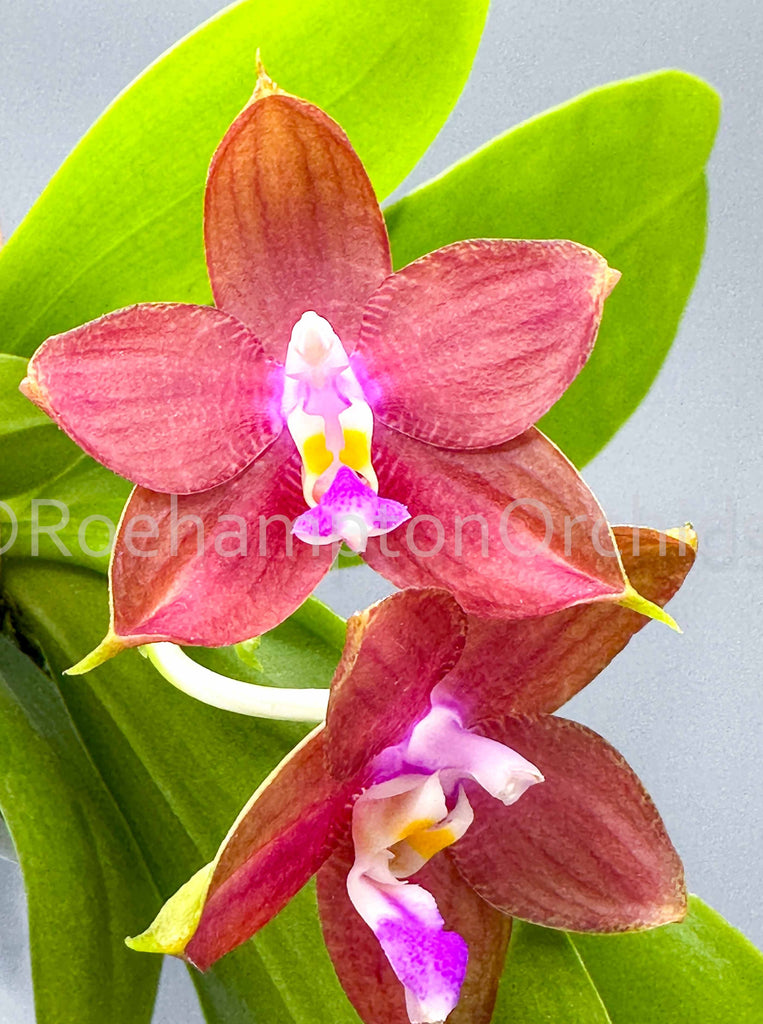 Polychilos Polychilos-Phalaenopsis – Roehampton Orchids