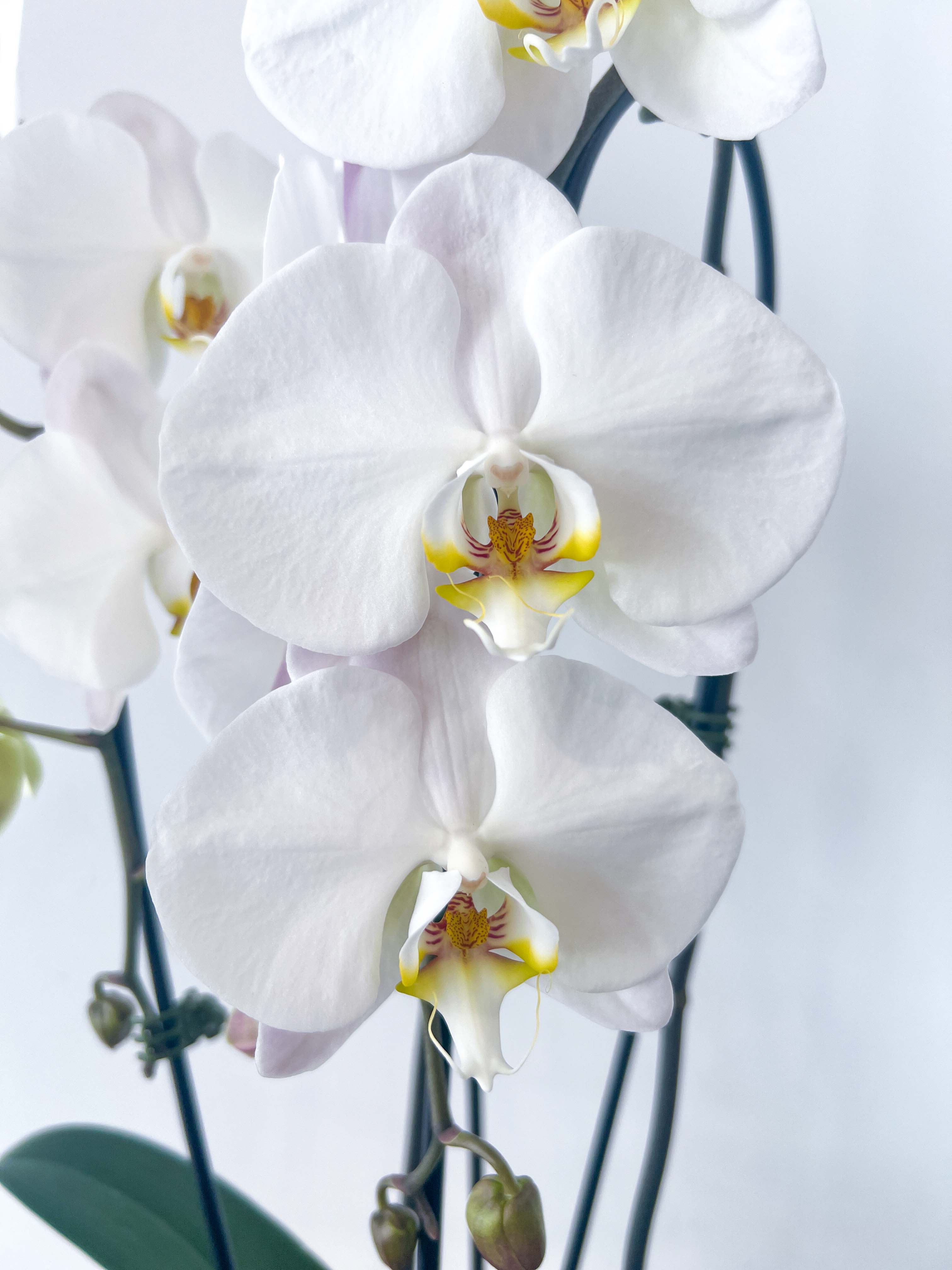 Phalaenopsis Sogo Yukidian V3 Large White Orchid - Three Blooming Spikes, Indoor Plant