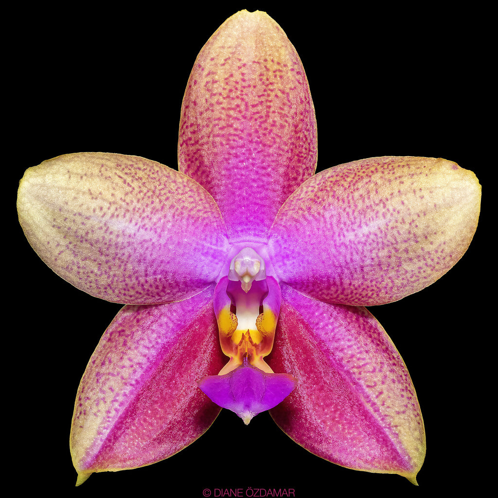 Polychilos Polychilos Phalaenopsis - The 'Summer Star' Subgenus! – Roehampton Orchids