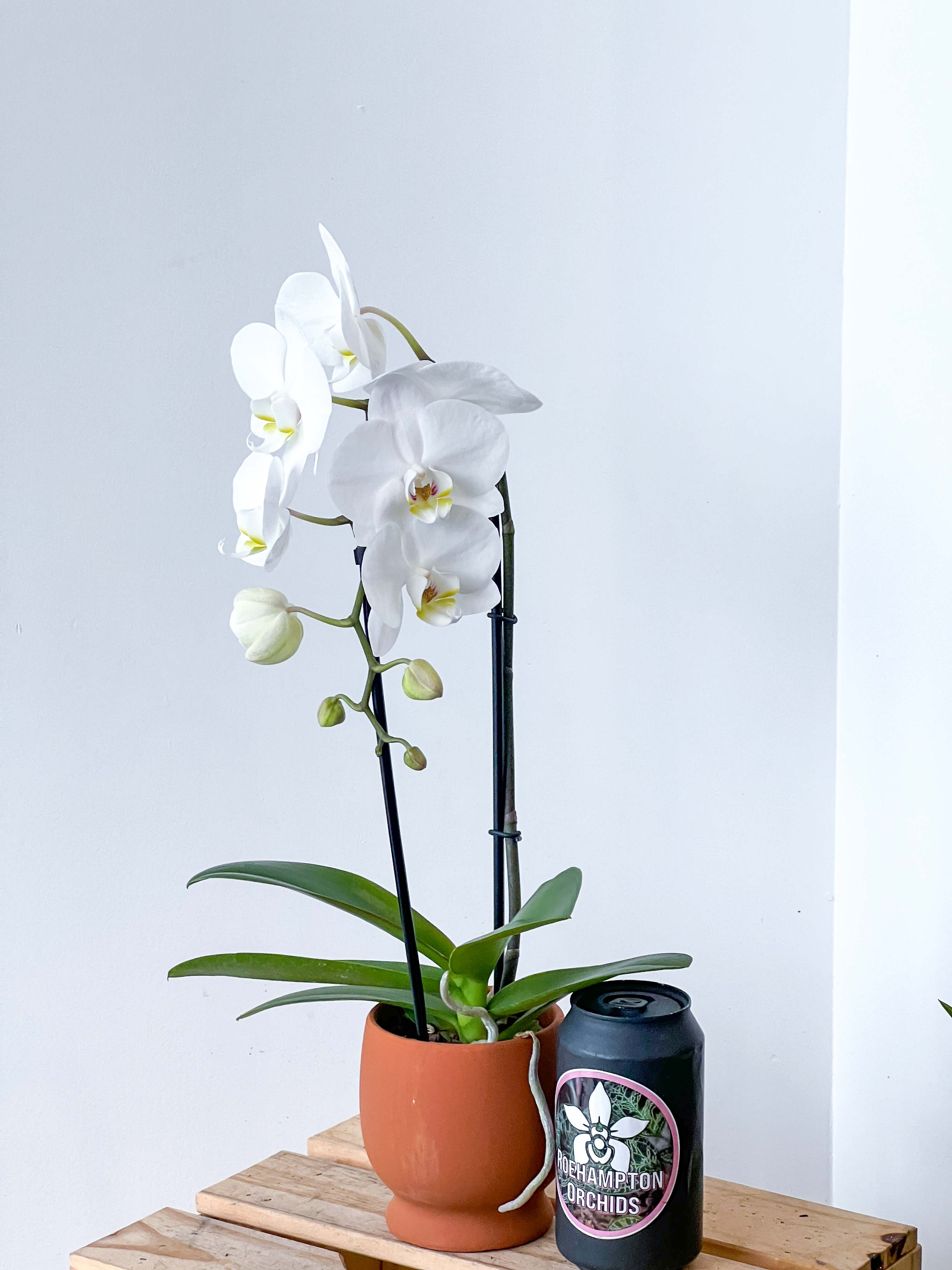 GEORGE V PARIS Silk Faux Orchid and Moss Floral Display Arrangement Floral  XXL Large Silver Pot Luxury Centerpiece Home Decor -  Finland