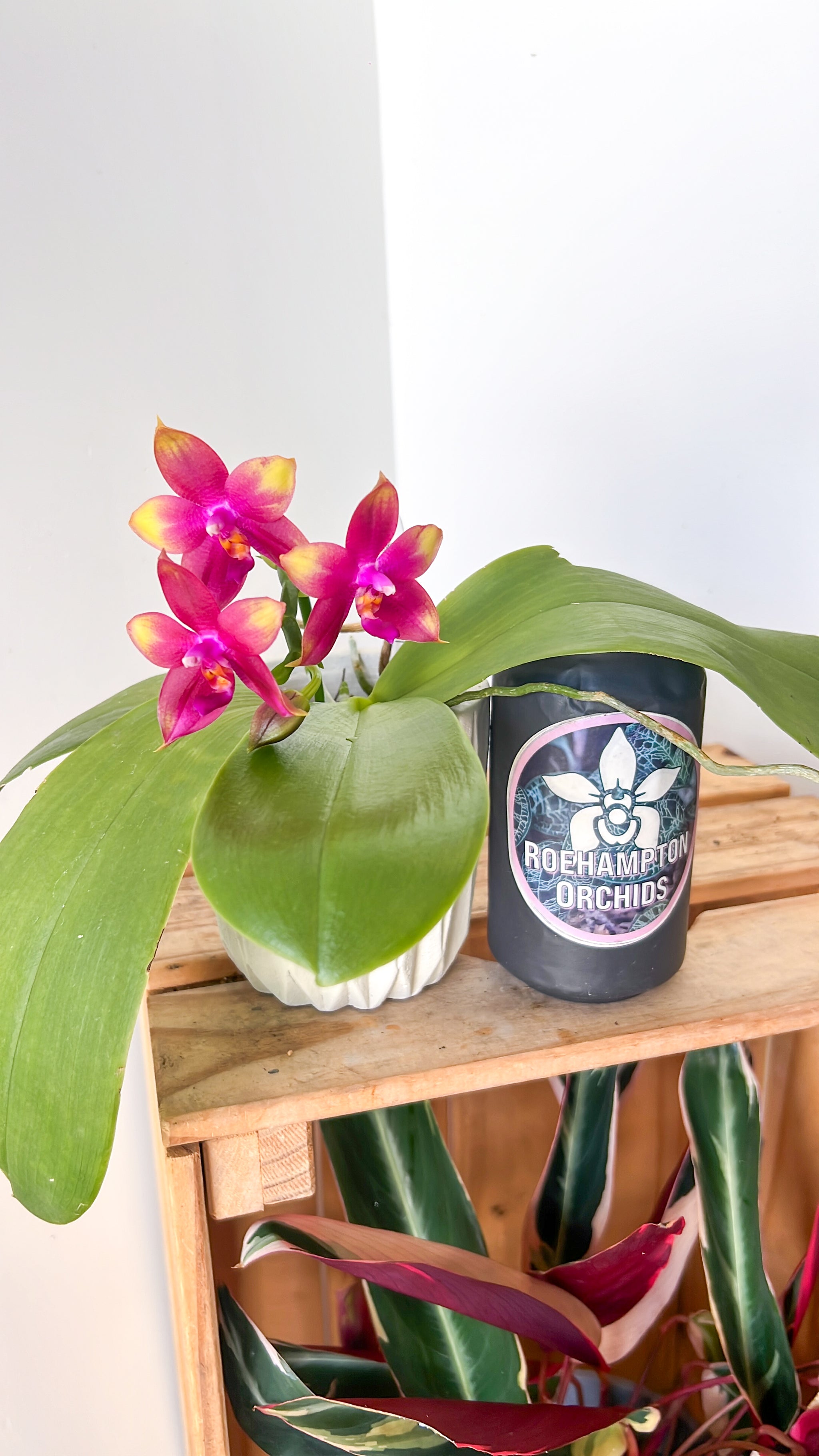 Phal. Meidarland Kaiulani '700' HCC/AOS – Roehampton Orchids