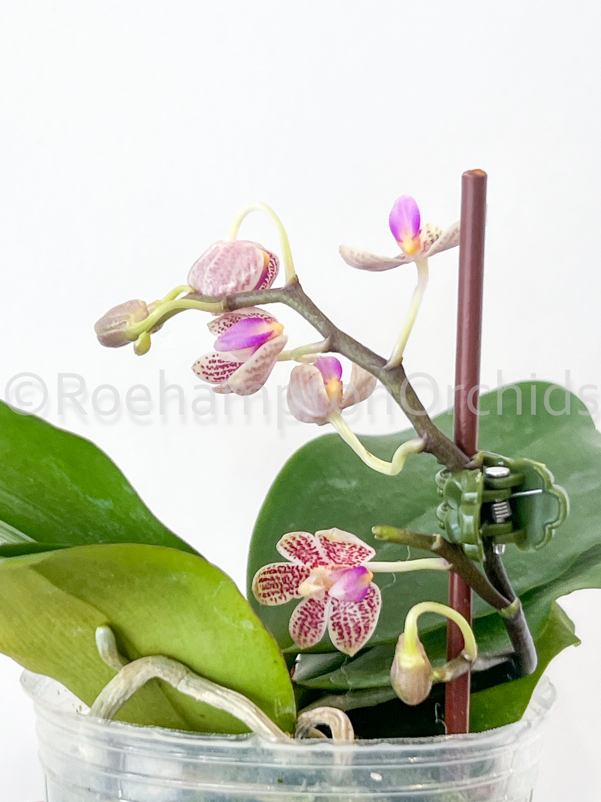 Phal. javanica × minus – Roehampton Orchids