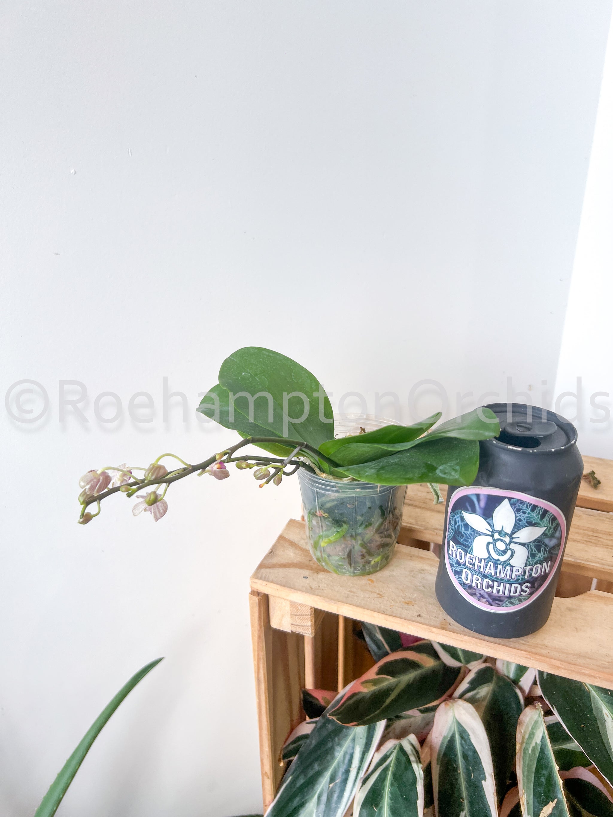 Phal. Java Mini – Roehampton Orchids