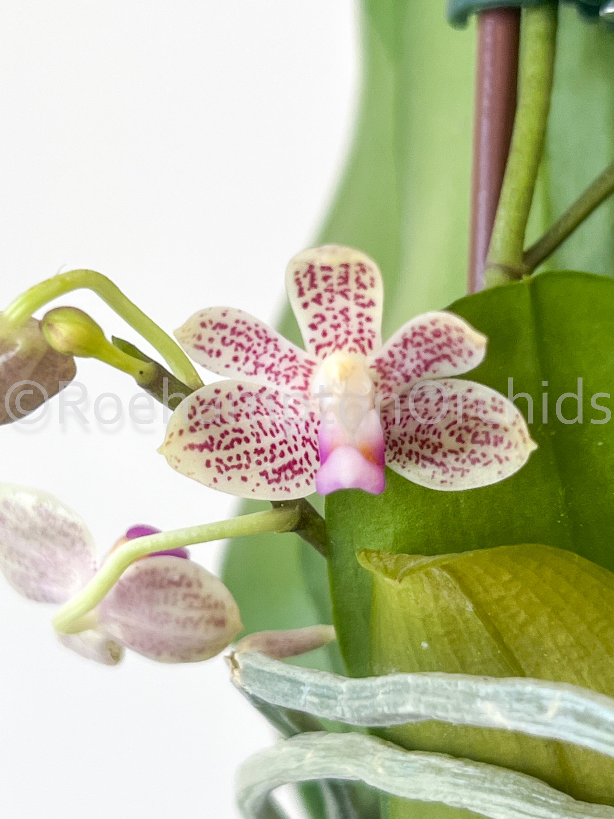 ジュエルオーキッド，Kuhlhasseltia javanica 【公式通販】